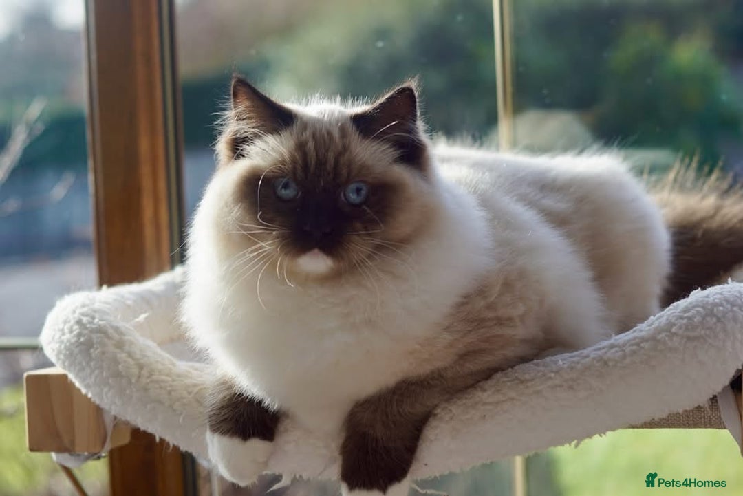 Ragdoll cats for sale: Pedigree Adult Ragdolls  - Advert 24