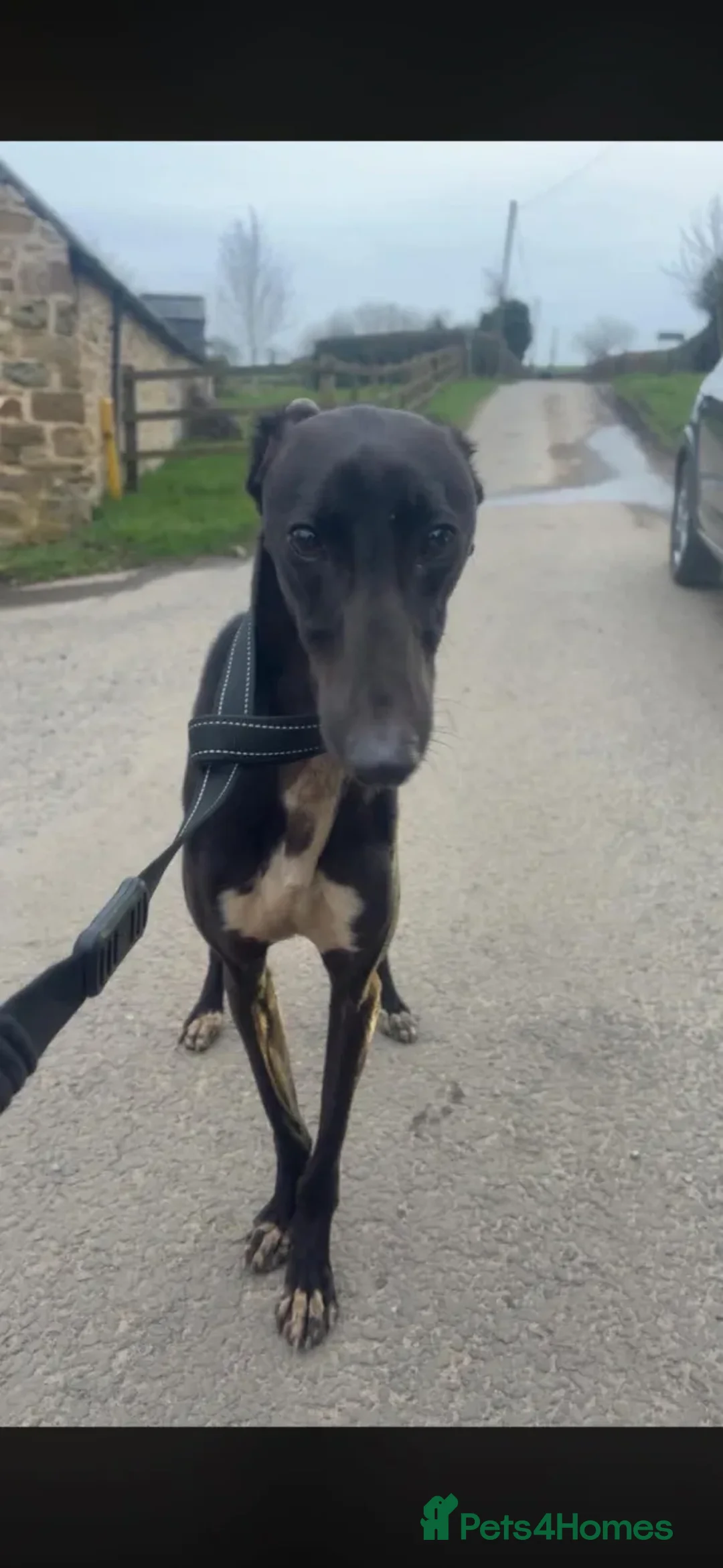 Greyhound dogs for adoption: Stanley - Advert 14