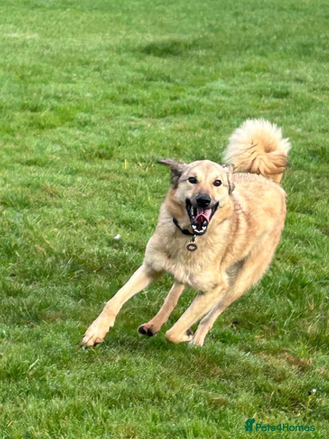 Mixed Breed dogs for adoption: Pettern - Norwich Norfolk  - Image 20