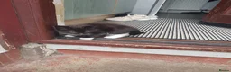 Mixed Breed cats for sale: 2 kittens for sale  - Advert 5