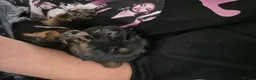 Yorkshire Terrier dogs for sale: Beautiful Yorkshire Terrier Puppys  - Advert 9