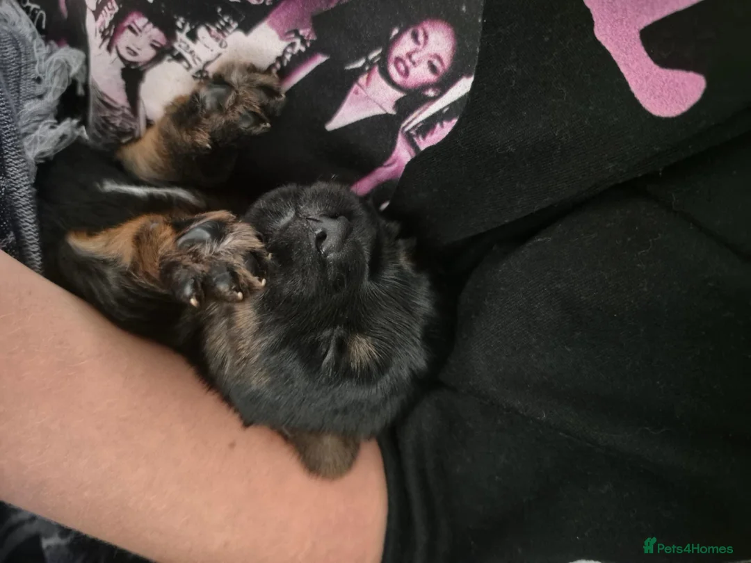 Yorkshire Terrier dogs for sale: Beautiful Yorkshire Terrier Puppys  - Advert 9