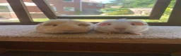 Guinea Pig rodents for sale: Sweet Baby Short Coated Guinea Pig Boars  - Advert 3