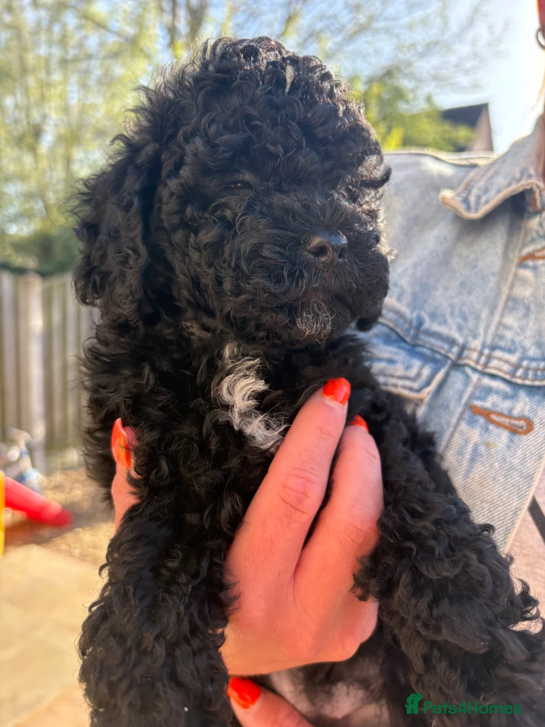 Cavapoo dogs for sale: Beautiful toy Cavapoo 1 girl left!!!! 💖💖💖💙 - Advert 1