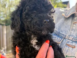 Cavapoo dogs Beautiful toy Cavapoo 1 girl left!!!! 💖💖💖💙 - Advert 17