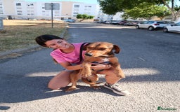 Mixed Breed dogs for adoption: Tiny Tupac - Image 6