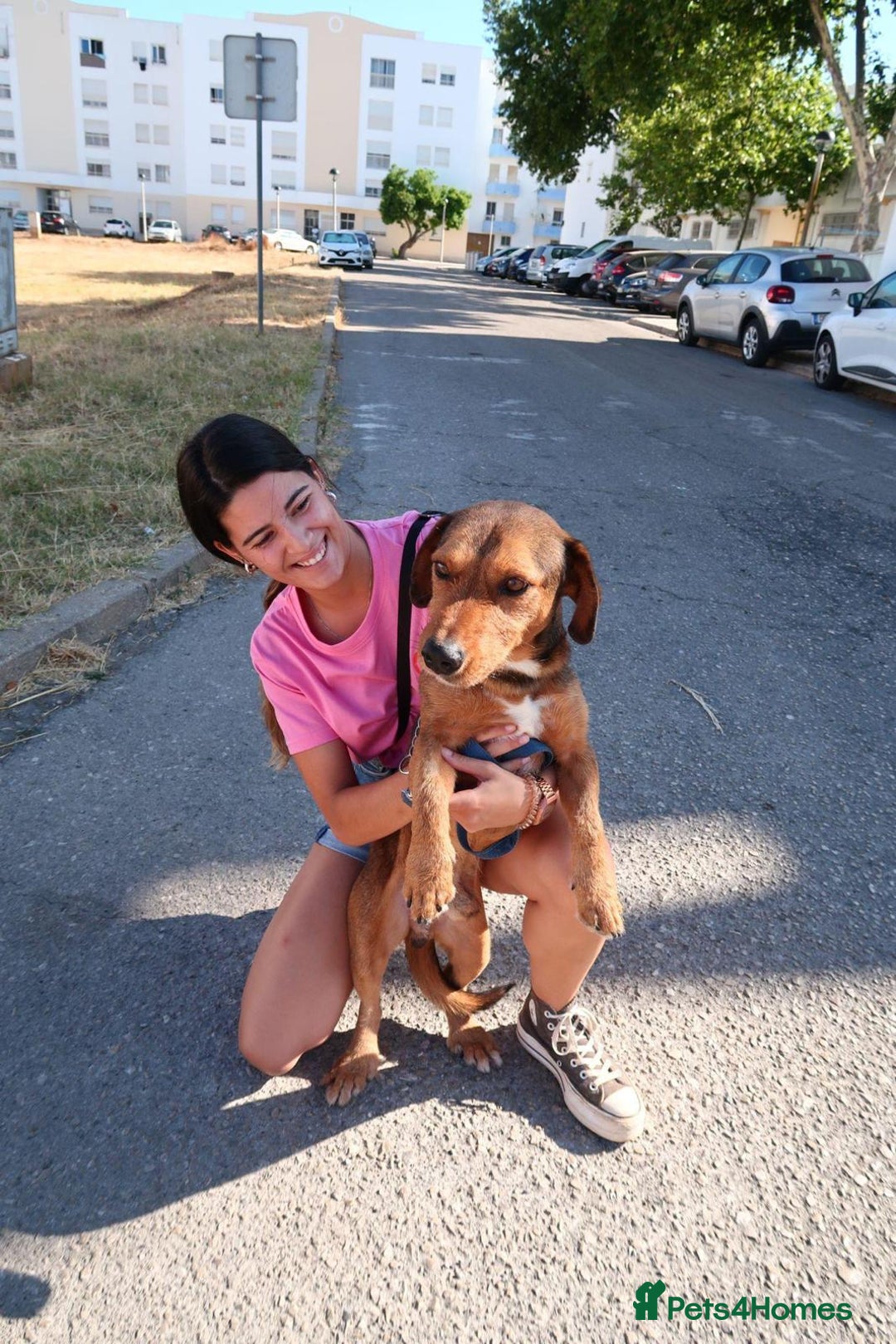 Mixed Breed dogs for adoption: Tiny Tupac - Image 6