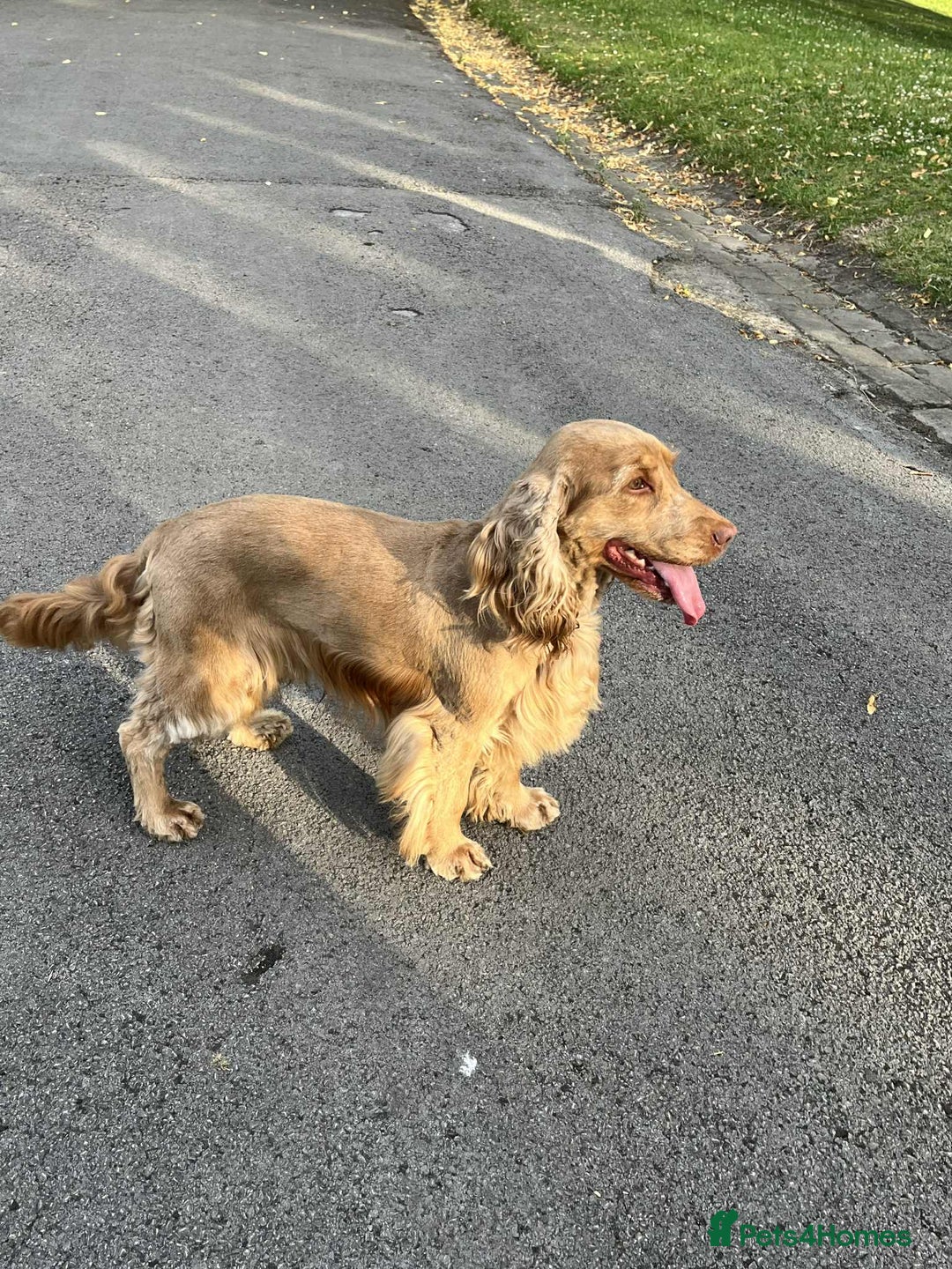 Cocker Spaniel dogs for sale: Show cocker spaniels - Advert 6