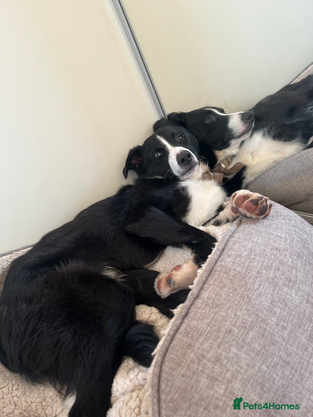 Border Collie dogs for sale: Koby the border collie  - Image 4