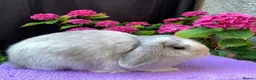 Mini Lop rabbits for sale: Gorgeous baby mini lop boys ready now in Paisley - Advert 13