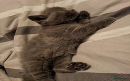 British Shorthair cats for sale: British Shorthair 1 little girl - Image 11