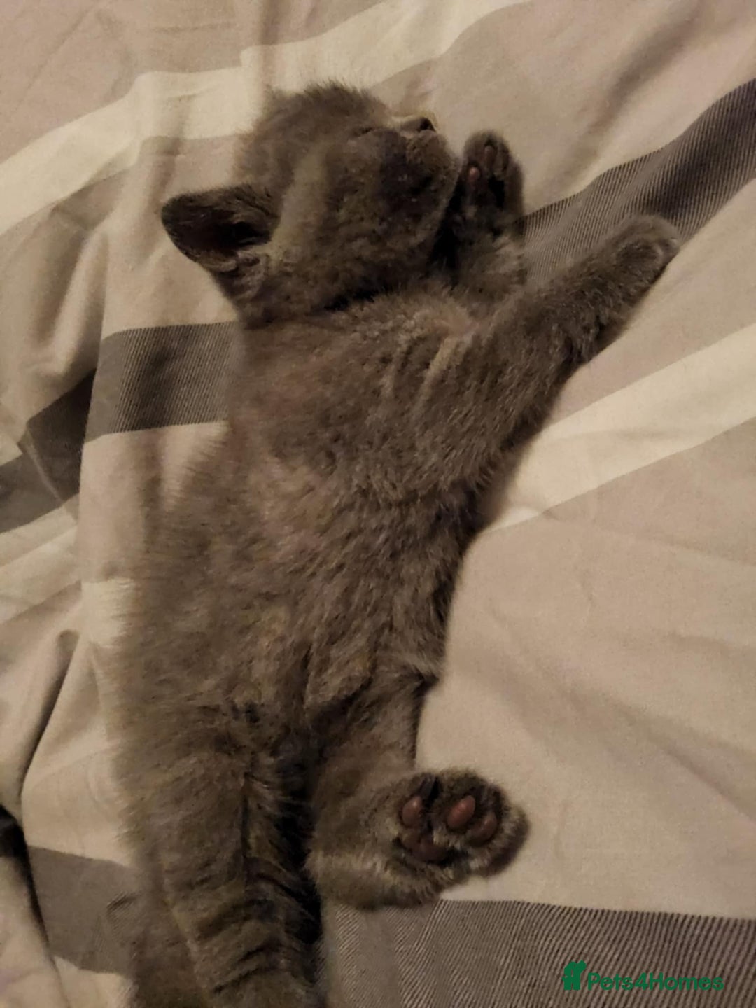 British Shorthair cats for sale: British Shorthair 1 little girl - Image 11