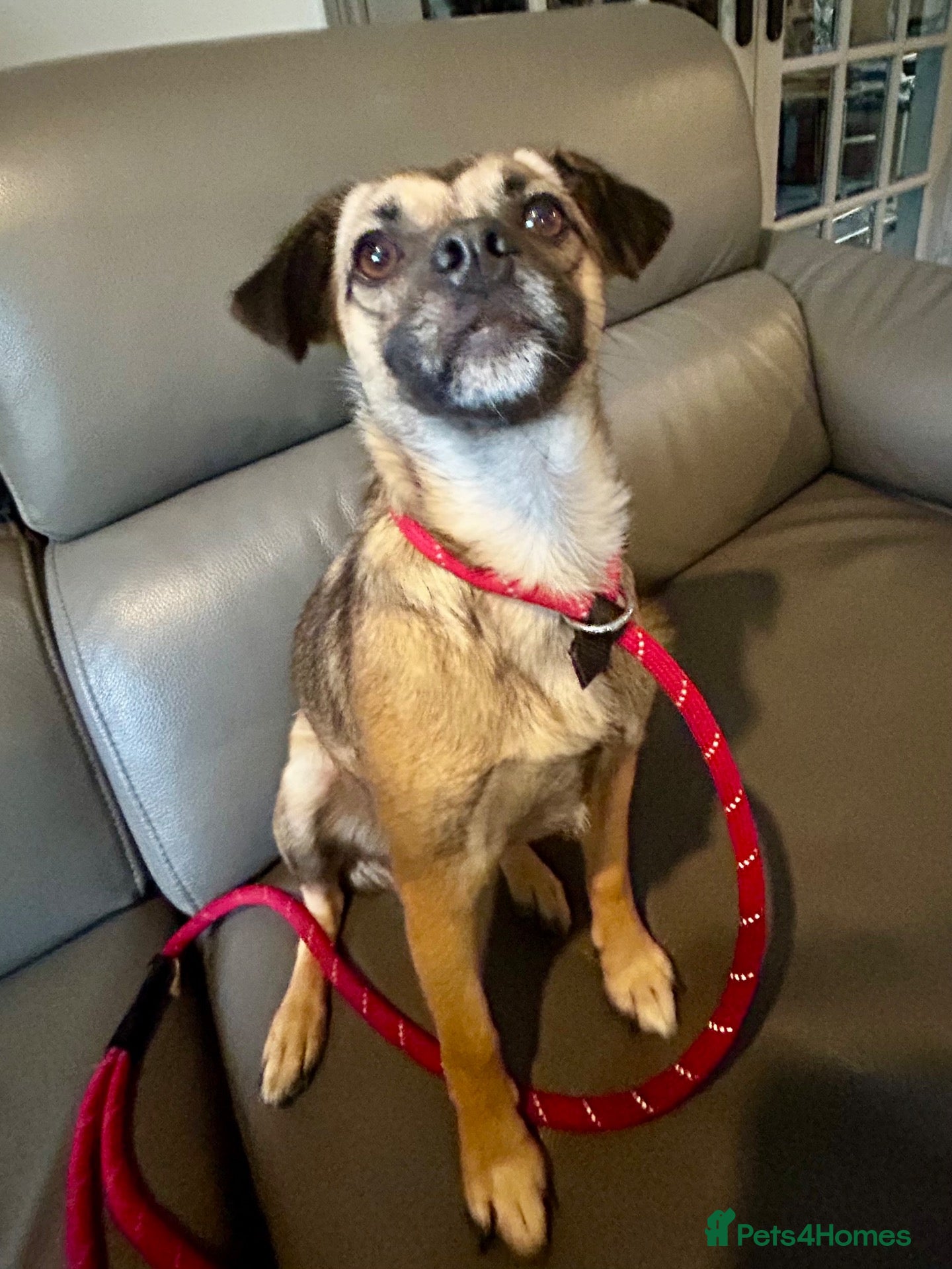 Mixed Breed dogs Meet Marlene  11 months old  6.5 kg Romanian mix  - Advert 6