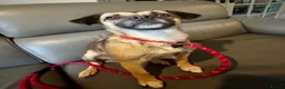 Mixed Breed dogs for adoption: Meet Marlene  12 months old  7kg Romanian mix  - Advert 15