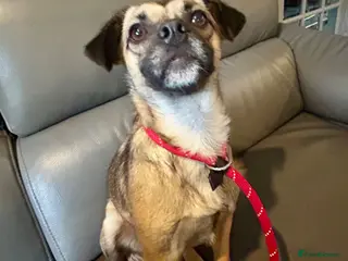 Mixed Breed dogs Meet Marlene 11 months old 6.5 kg Romanian mix - Advert 6