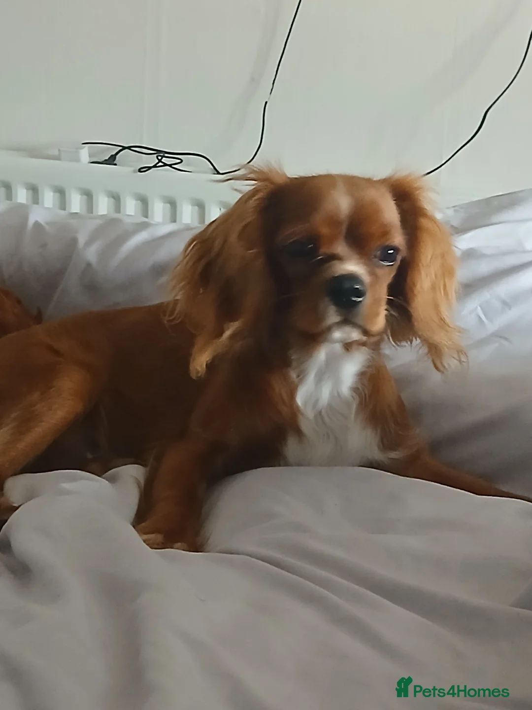Cavalier King Charles Spaniel dogs for sale: Male 11 months  - Advert 5