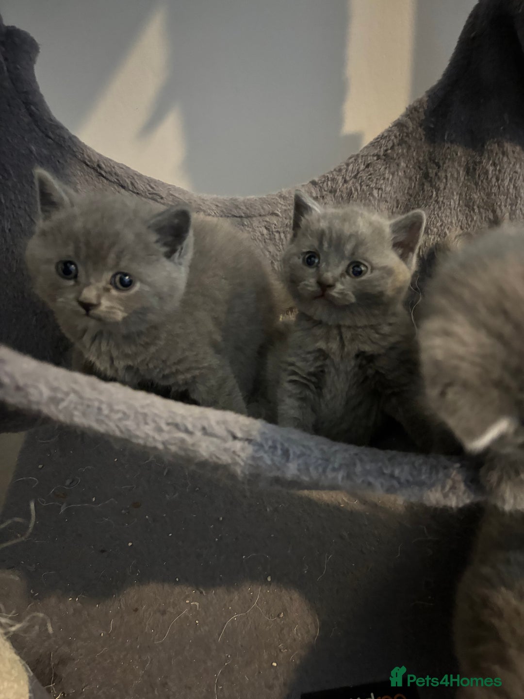British Shorthair cats for sale: British short hair kittens  - Advert 8