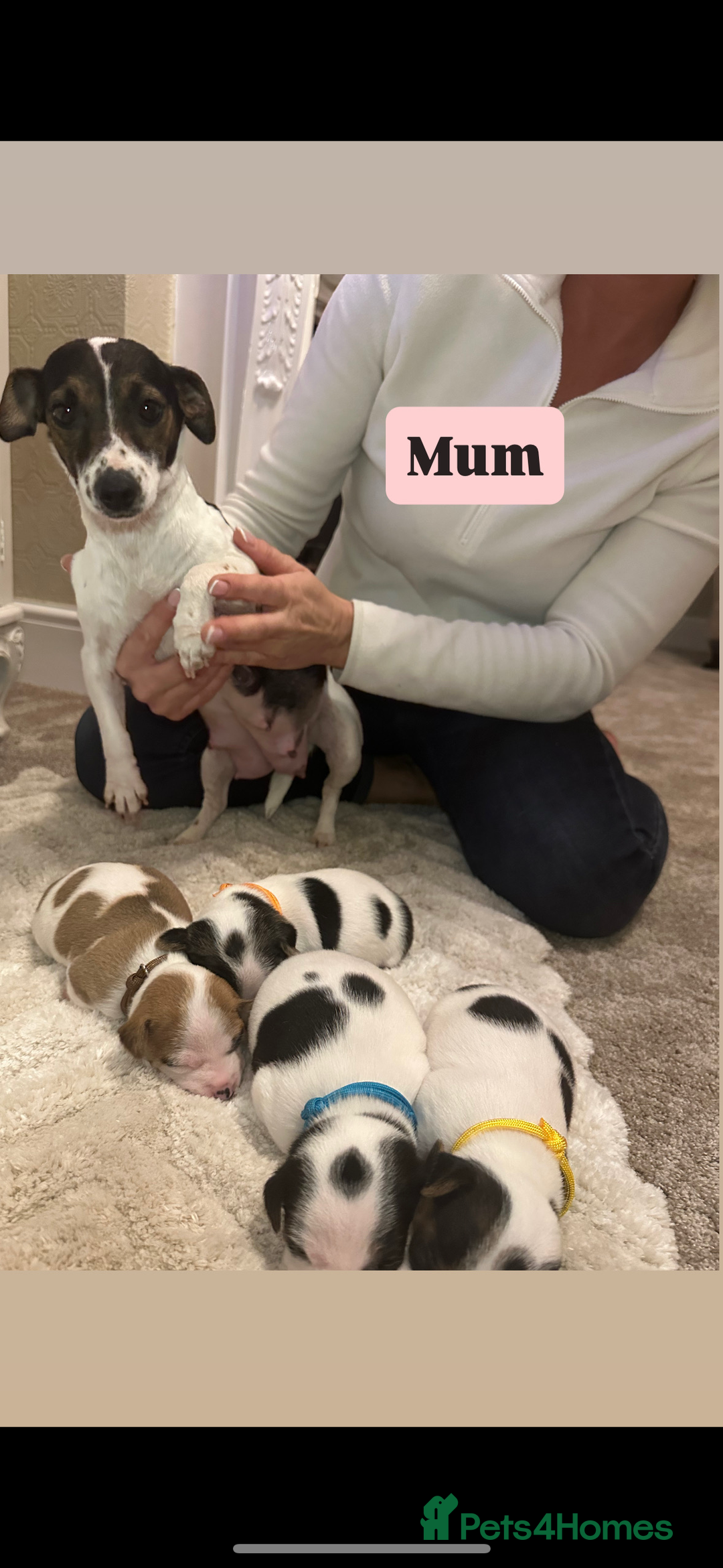 Jack Russell dogs for sale: Miniature jack russell puppies  - Advert 6