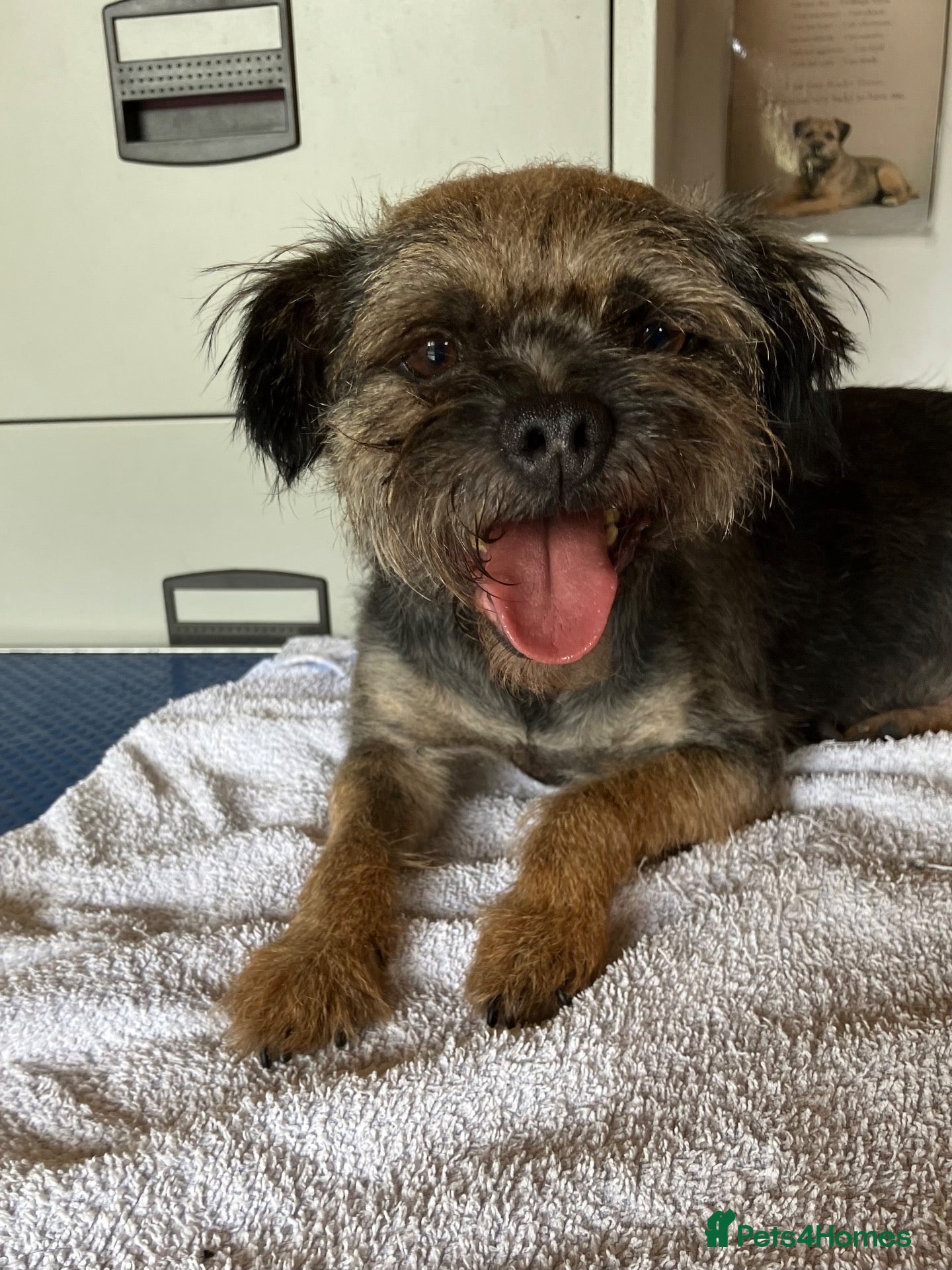 Border Terrier dogs  K C registered Border terrier.  - Advert 5