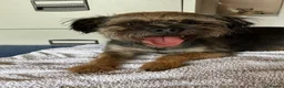 Border Terrier dogs for sale:  K C registered Border terrier.  - Advert 1