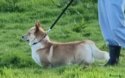 Welsh Corgi Pembroke dogs for stud: PRA, DM & VWD 1 Clear Welsh Pembroke Corgi Stud in Cardigan - Image 3