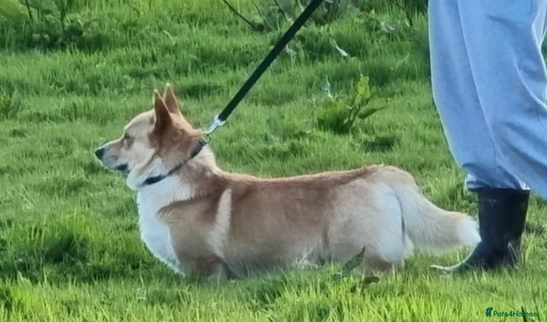 Welsh Corgi Pembroke dogs for stud: PRA, DM & VWD 1 Clear Welsh Pembroke Corgi Stud in Cardigan - Image 3