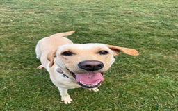 Labrador Retriever dogs for sale: 18 month old female labrador - Image 2