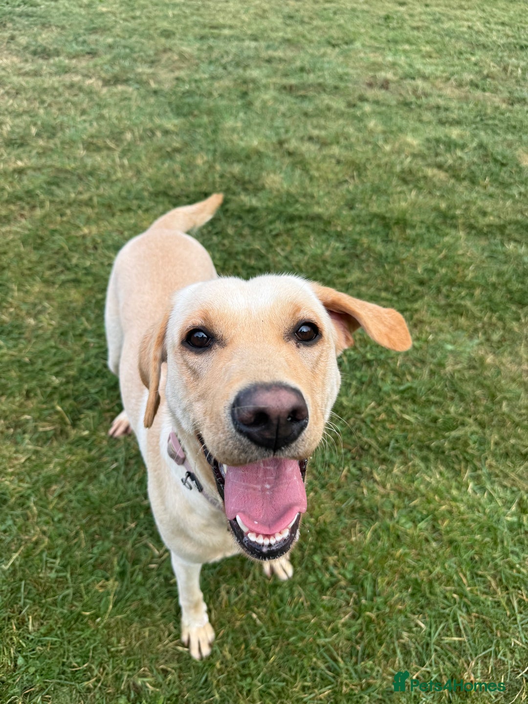 Labrador Retriever dogs for sale: 18 month old female labrador - Image 2