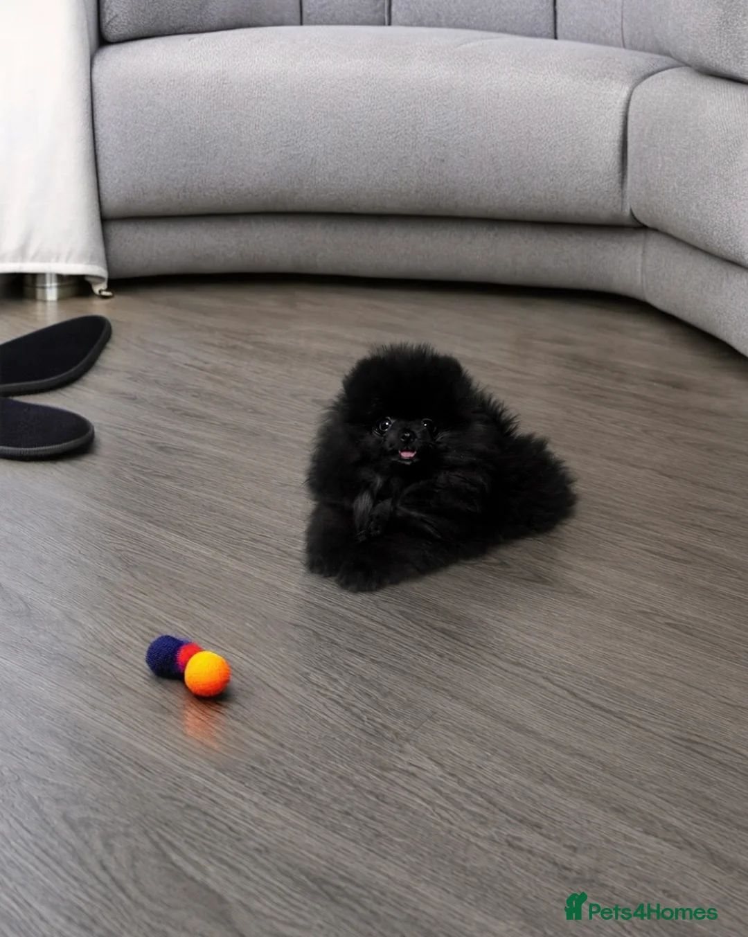 Pomeranian dogs for sale: 🐻Tiny Boys🔥Outstanding Quality  - Advert 2