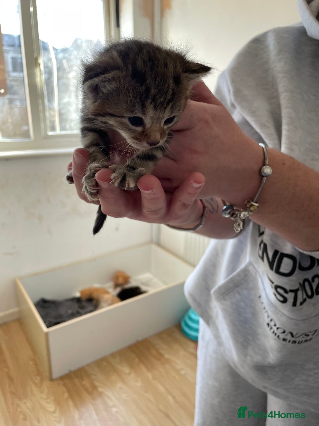 Mixed Breed cats for sale: Two separate litters  - Advert 8