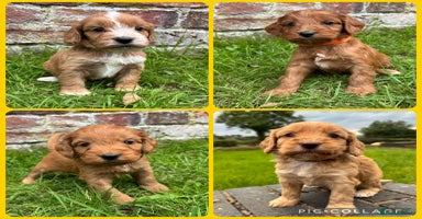 Cockapoo dogs - Advert 14