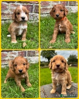 Cockapoo dogs - Advert 8
