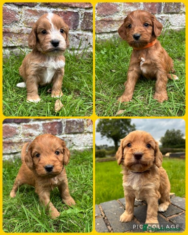 Springer Cross Cockapoo Cross Cocker Spaniel puppies for sale | Pets4Homes