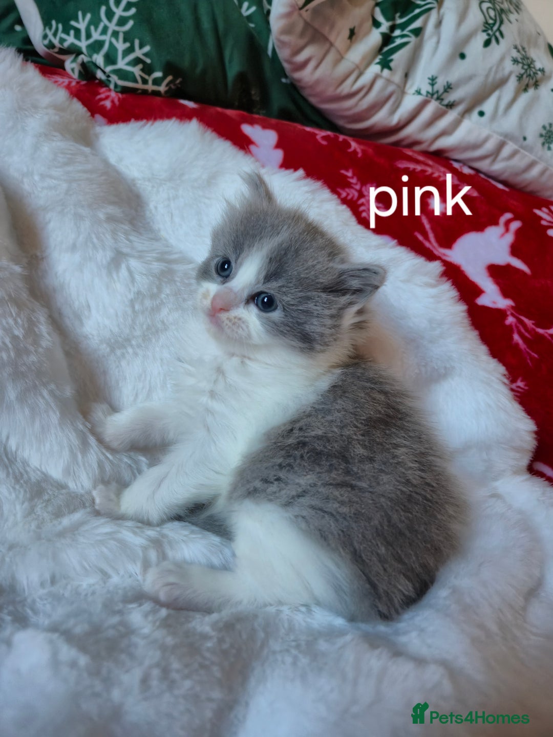 Mixed Breed cats for sale: Ragdoll x - Advert 5