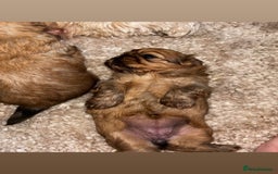 Zuchon dogs for sale: Zuchon pupp - Image 2
