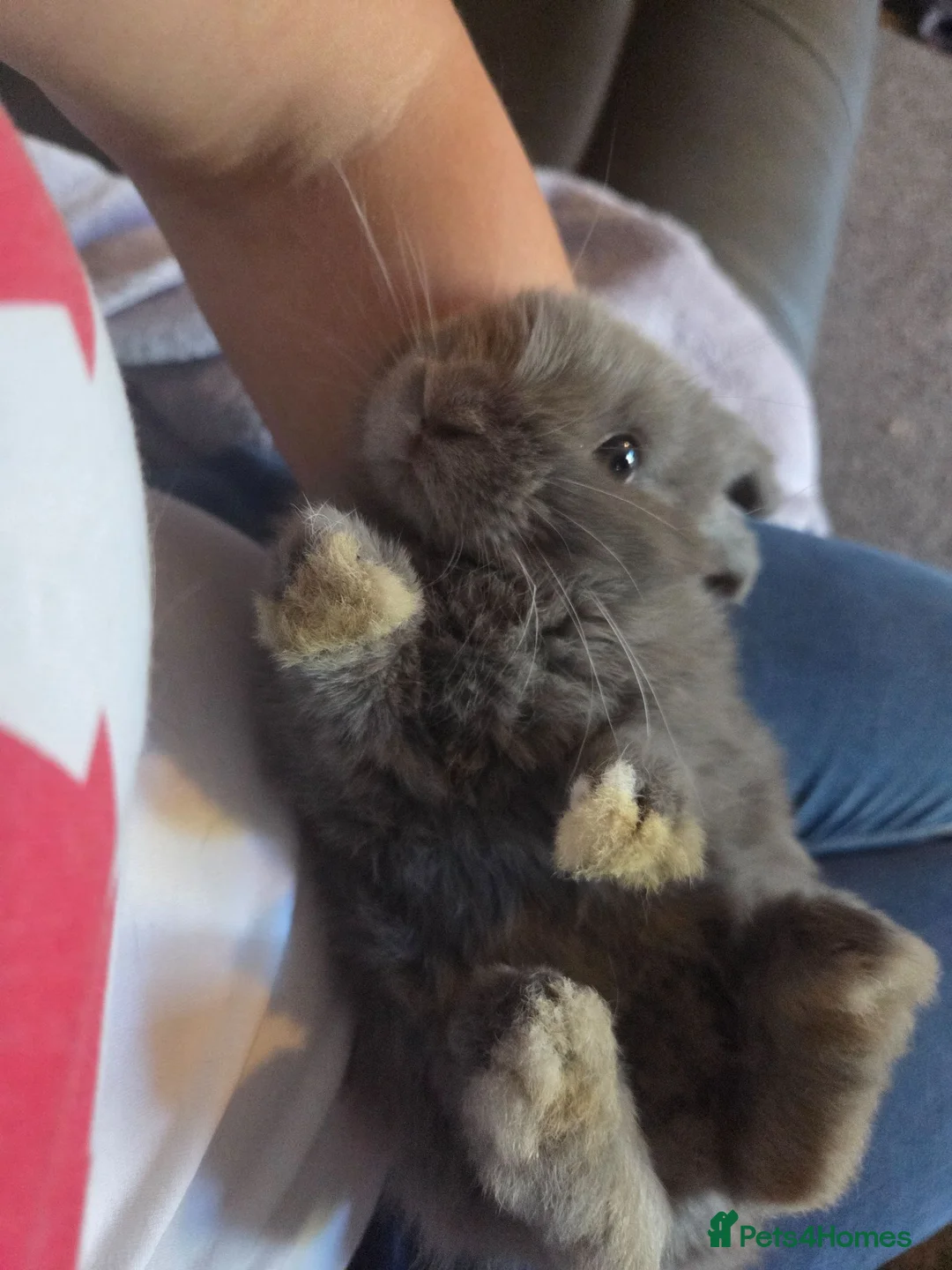 Mini Lop rabbits for sale: Beautiful Mini lops - Advert 9