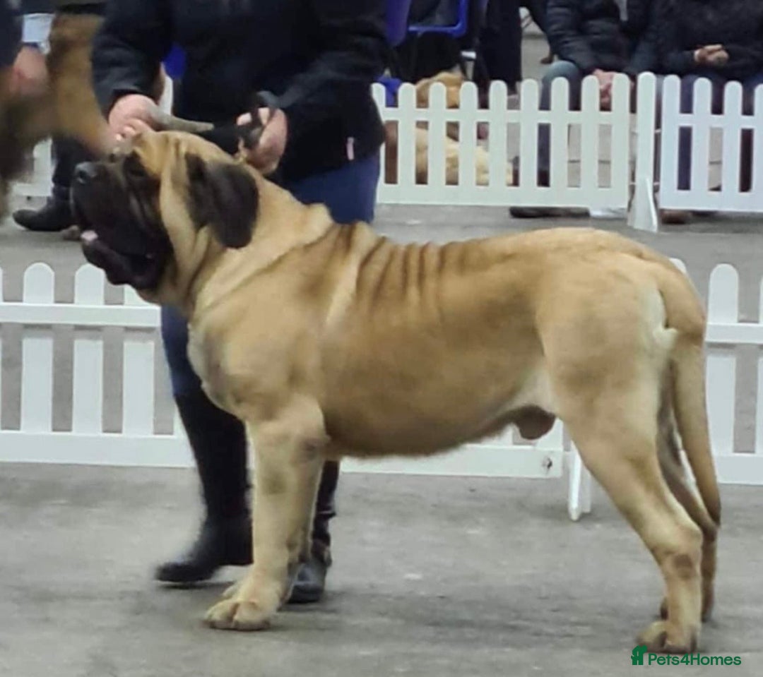 Mastiff dogs for sale: 8 week old kc reg English Mastiff female puppy - Advert 6