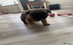 Pug dogs for sale: KC Reg Stunning Pug Puppies - Image 4