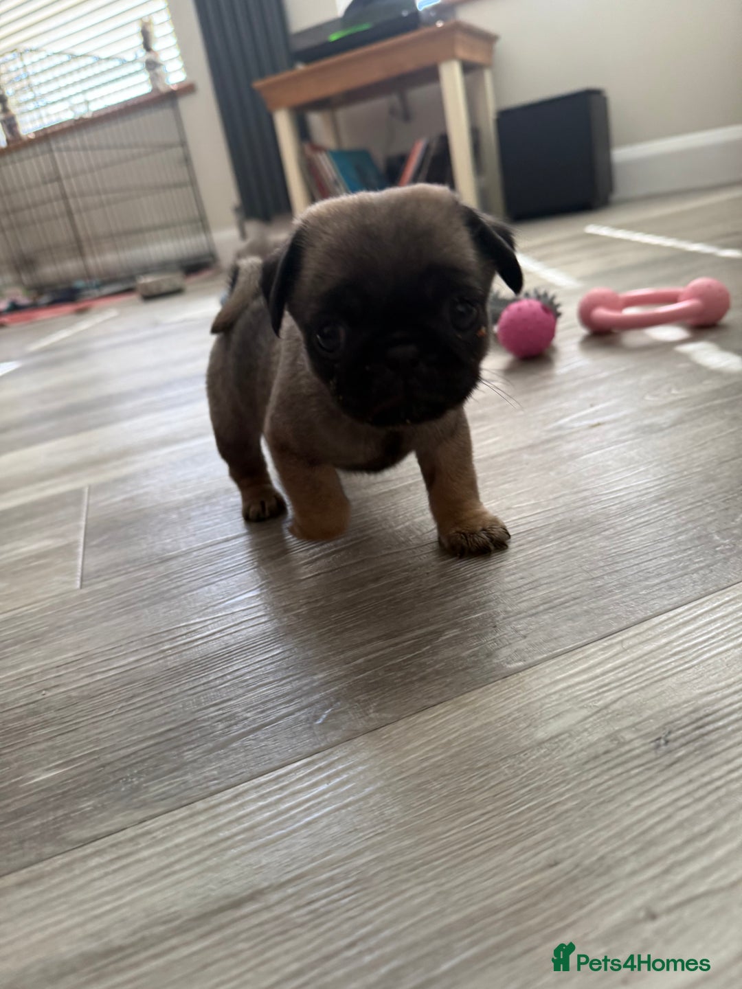 Pug dogs for sale: KC Reg Stunning Pug Puppies - Image 4