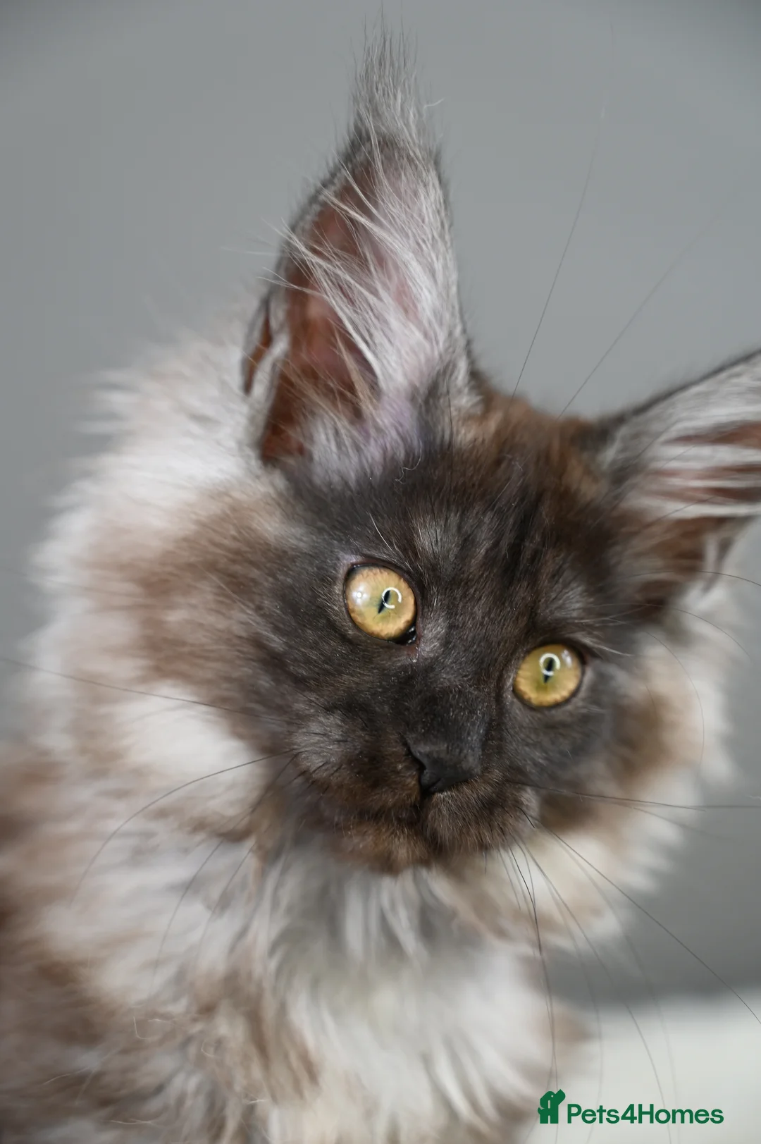 Maine Coon cats for sale: 3 Unique Kittens available - TICA registered  - Advert 8