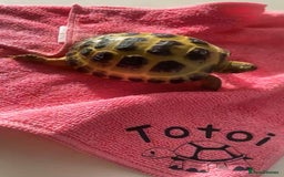 Tortoise reptiles for sale: Horsfield tortoise  - Image 1