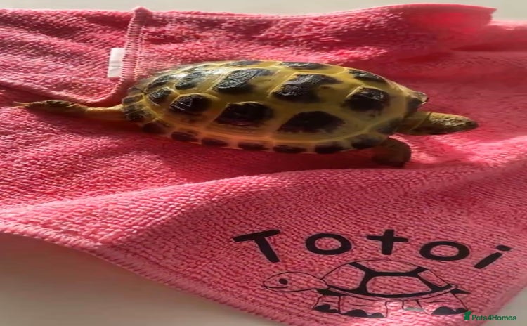 Tortoise reptiles - Advert 1