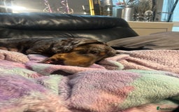 Mixed Breed dogs for sale: Puppies  - Image 2