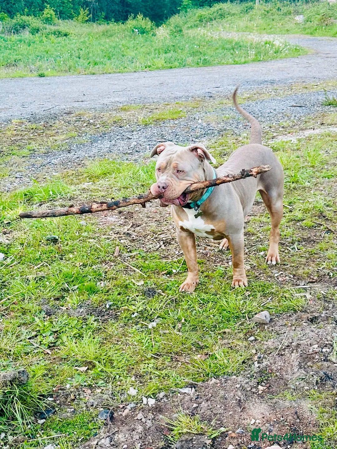 Mixed Breed dogs for sale: American Bulldog X – Zeus – 14 Months  in Wilmslow - Advert 6
