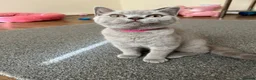 British Shorthair cats for sale: GCCF reg blue boy & lilac girl available 🩵💜 - Advert 4