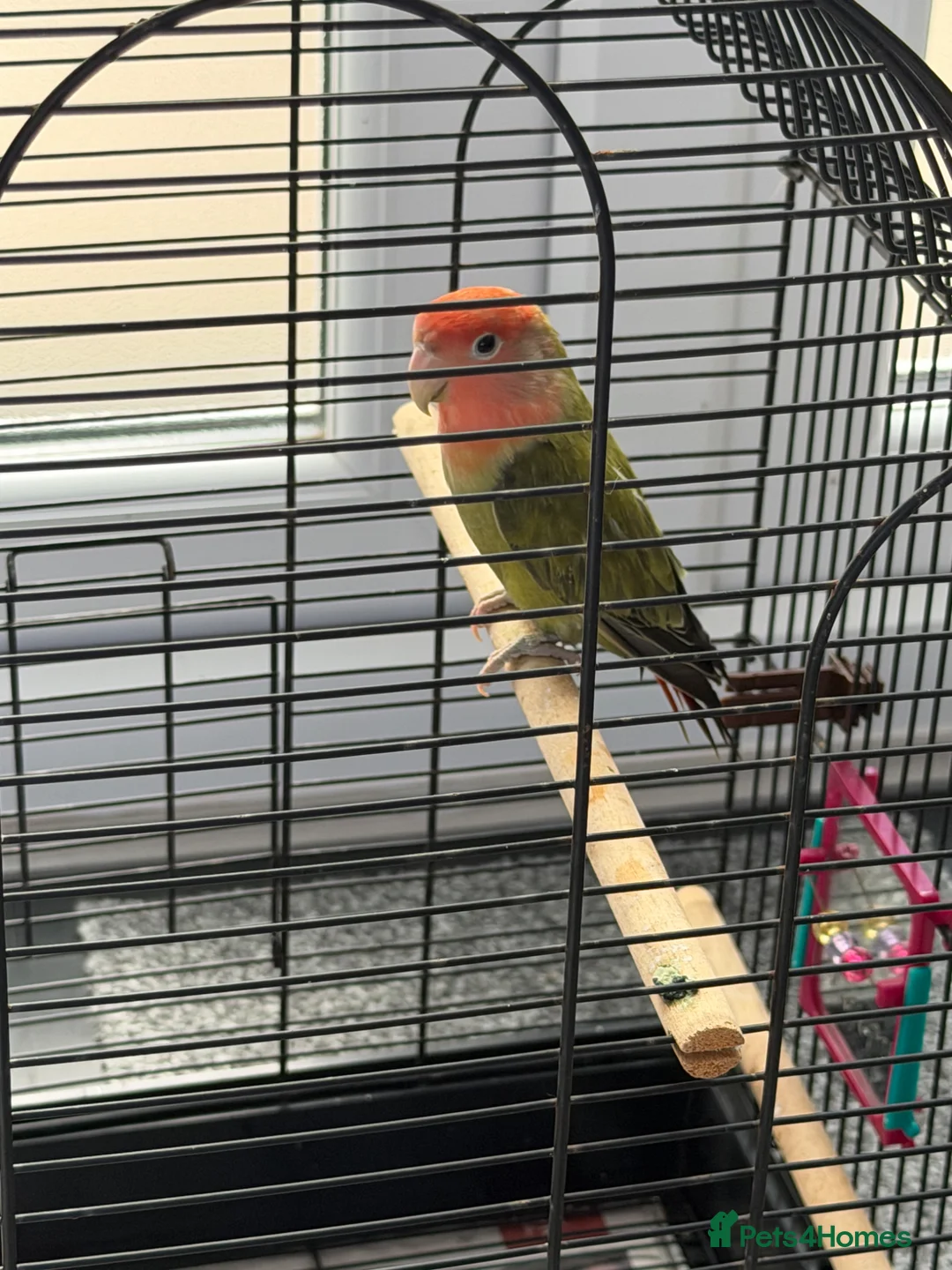 Lovebirds birds for sale: Baby lovebird - Advert 2