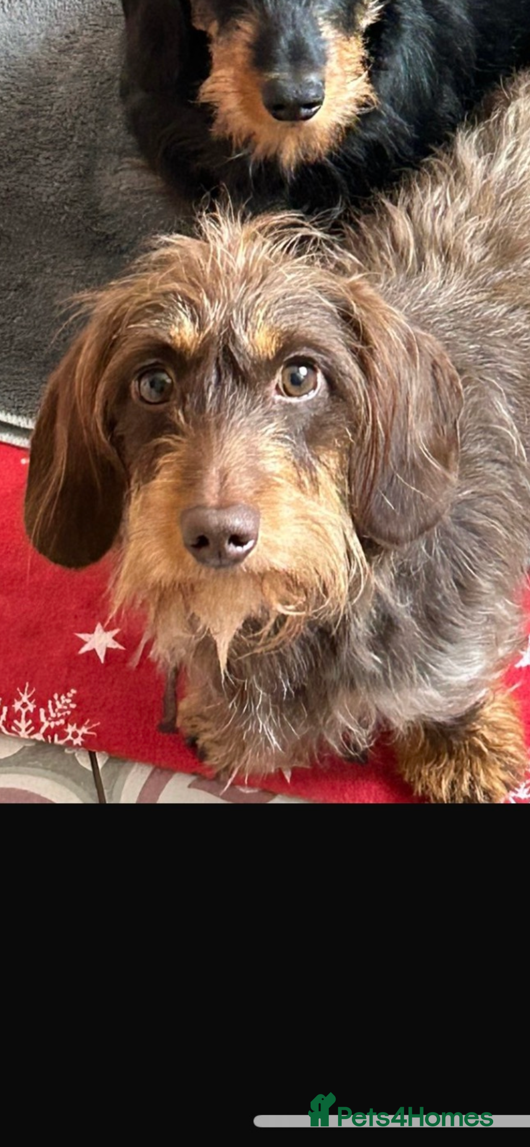 Miniature Dachshund dogs for sale: Stunning Miniature Dachshund Puppies - Image 8