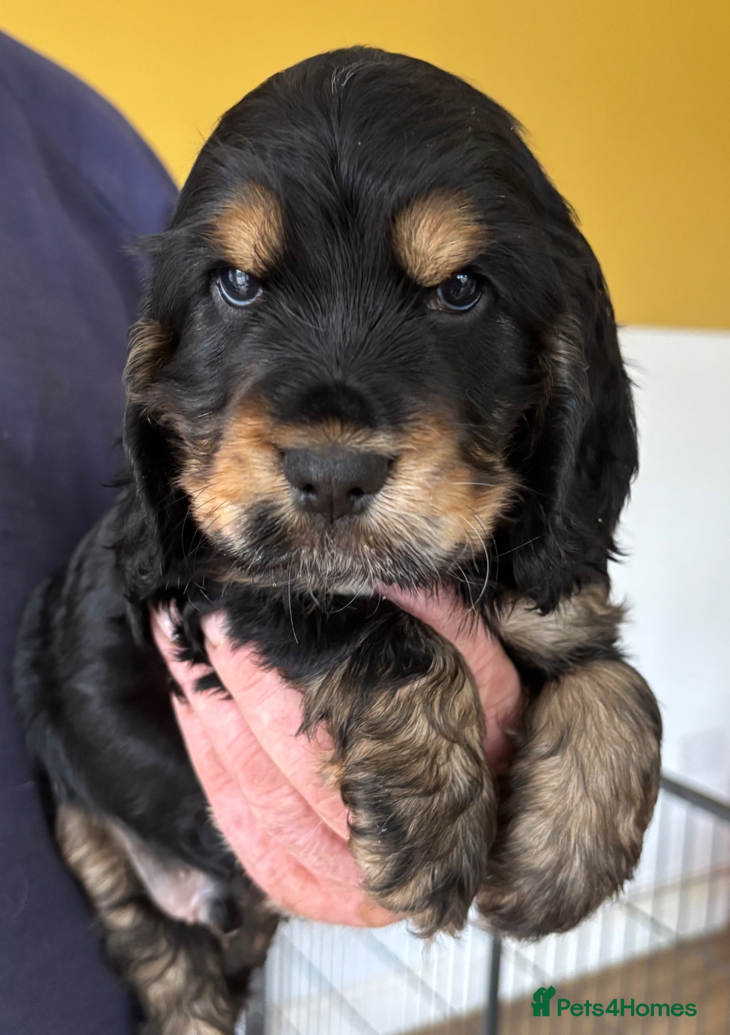 Cocker Spaniel dogs Stunning Litter of Show Cocker Spaniel Puppies - Advert 2