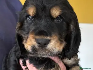 Cocker Spaniel dogs Stunning Litter of Show Cocker Spaniel Puppies - Advert 2
