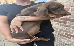 Miniature Dachshund dogs for sale: ONE MALE LEFT CHOC&TAN AVAILABLE READY TO LEAVE in Thetford - Image 14
